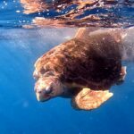 tartaruga Caretta caretta Silva