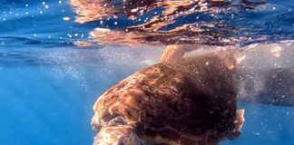 Legambiente: “Boom di nidi di tartaruga Caretta, sorprende la Liguria” tartaruga Caretta caretta Silva