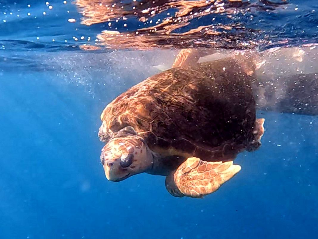 tartaruga Caretta caretta Silva