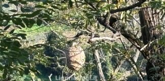 Vespa velutina a Genova, il nido di via Mogadiscio a Sant’Eusebio vespa velutina nido sant'eusebio genova