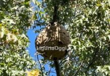 Vespa velutina a Genova, ancora nidi del pericoloso insetto anche tra le case vespa velutina nido struppa genova