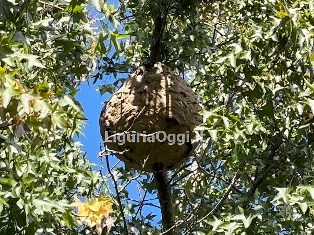 vespa velutina nido struppa genova