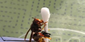 Vespa velutina, in Piemonte caccia super tecnologica, in Liguria solo con volontari Vespa velutina radio trasmettitore