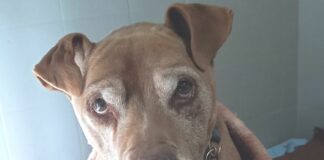 Genova, Conte in fin di vita, un appello dal Canile per adozione del cuore Conte cane malato terminale Genova