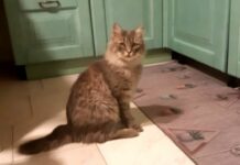 Genova, il gatto fugge sul tragetto dalla Sardegna, ricerche in corso Gatto Mojo smarrito traghetto Moby