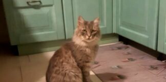 Genova, il gatto fugge sul tragetto dalla Sardegna, ricerche in corso Gatto Mojo smarrito traghetto Moby