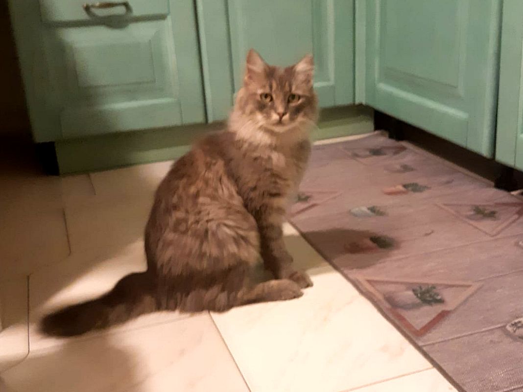 Gatto Mojo smarrito traghetto Moby