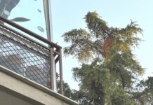 Sturla, un nido di vespa killer tra le case ma nessuno lo rimuove vespa velutina nido via Castagnola 26 Genova