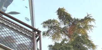 Vespa velutina a Genova, il nido di via Stefano Castagnola vespa velutina nido via Castagnola 26 Genova