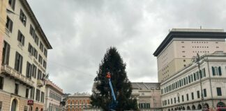 Genova, arrivato in piazza De Ferrari l’albero di Natale: l’8 dicembre l’accensione