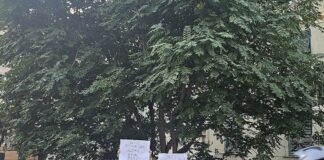 Genova, salvo l’ultimo albero del Carmine Albero Carmine