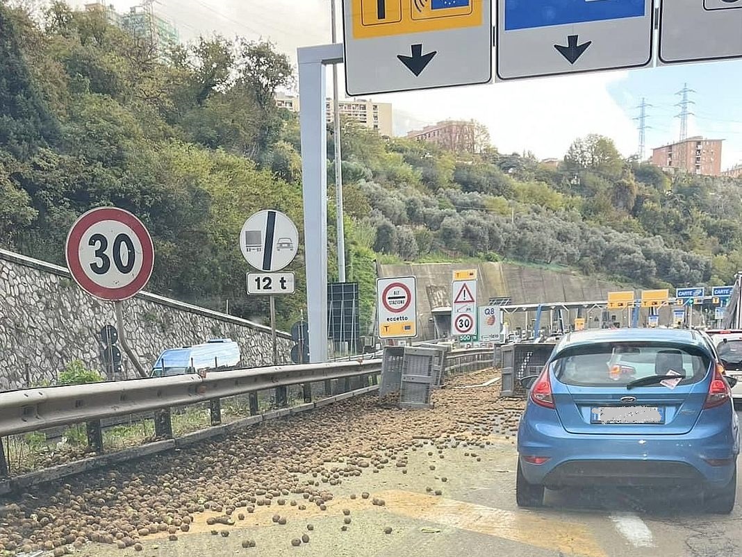 Autostrada carico di kiwi Ge Ovest