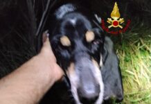 Genova, ritrovato nella notte il cane disperso al Righi cane ritrovato Righi 1 novembre 2024