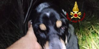 Genova, ritrovato nella notte il cane disperso al Righi cane ritrovato Righi 1 novembre 2024