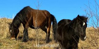 Genova, cavalli selvaggi sulla strada del Monte Fasce, prestare attenzione cavalli selvaggi Fasce Genova