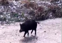 Genova, tornano i cinghiali nel Bisagno e le passeggiate per strada cinghiale nel Bisagno 30 ottobre 2024