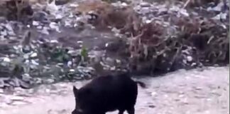 Genova, tornano i cinghiali nel Bisagno e le passeggiate per strada cinghiale nel Bisagno 30 ottobre 2024