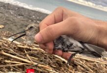 Chiavari, piovanello pancianera prigioniero di amo e lenza, arriva la Lipu piovanello pancianera chiavari Lipu