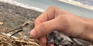 Chiavari, piovanello pancianera prigioniero di amo e lenza, arriva la Lipu piovanello pancianera chiavari Lipu