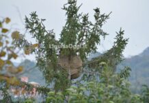 Struppa, presto neutralizzato il secondo nido di vespa killer velutina vespa velutina nido Struppa 2