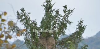 Struppa, presto neutralizzato il secondo nido di vespa killer velutina vespa velutina nido Struppa 2