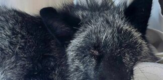 Lavagna, rara Volpe argentata soccorsa al casello dell’autostrada Volpe argentata