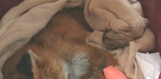 San Lorenzo al Mare, giovane volpe trovata e soccorsa davanti al supermercato Volpe salvata San Lorenzo al Mare