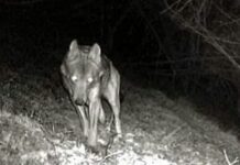 Il Lupo in Liguria e le fake news di chi vorrebbe farlo sparire di nuovo Lupo foto trappolaggio