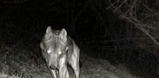 Il Lupo in Liguria e le fake news di chi vorrebbe farlo sparire di nuovo Lupo foto trappolaggio