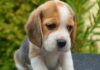 Botti di Capodanno, appello ai genovesi degli animalisti: non comprate fuochi artificiali beagle cucciolo cane