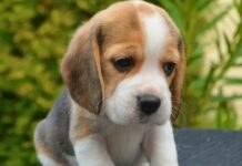 Botti di Capodanno, appello ai genovesi degli animalisti: non comprate fuochi artificiali beagle cucciolo cane