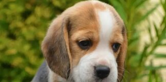 Genova, allevamento lager di beagle a Castelletto, denunciato beagle cucciolo cane