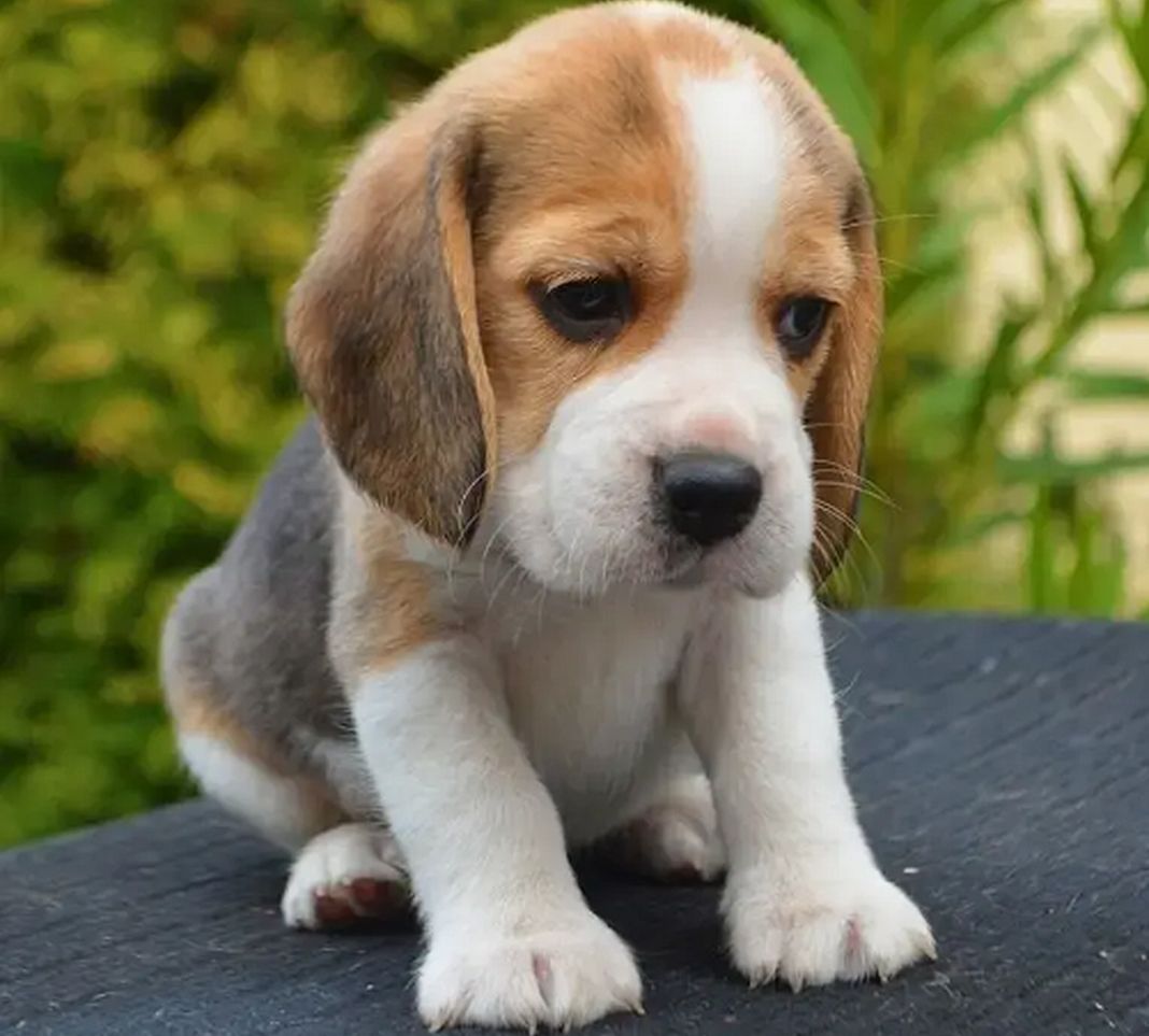 beagle cucciolo