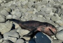 Sestri Levante, cucciolo di balenottera spiaggiato a Renà carcassa balenottera sestri levante