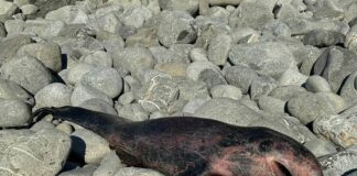 Sestri Levante, cucciolo di balenottera spiaggiato a Renà carcassa balenottera sestri levante