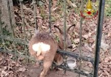 Busalla, capriolo incastrato in un cancello, salvato dai Vigili del Fuoco capriolo incastrasto Busalla