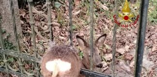 Busalla, capriolo incastrato in un cancello, salvato dai Vigili del Fuoco capriolo incastrasto Busalla