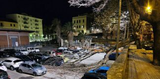 Cogoleto, vento forte abbatte un albero in centro, scattano i divieti Cogoleto albero abbattuto 20 dic 2024