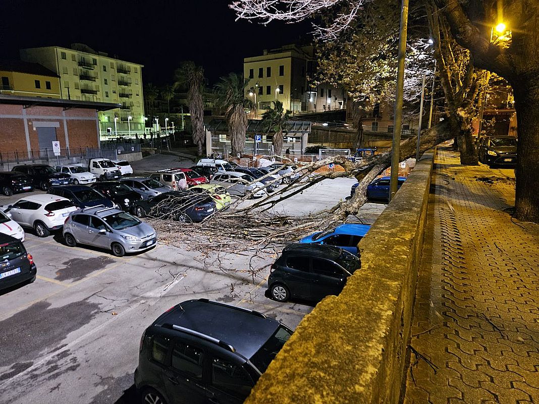 Cogoleto albero abbattuto 20 dic 2024