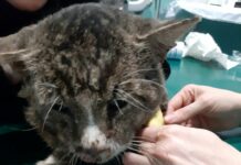 Genova, gatto bruciato a Begato, la Protezione Animali: “Chi sa fornisca informazioni” gatto Olmo petardo in bocca La Spezia