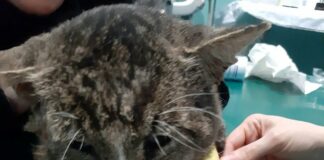 La Spezia, fanno esplodere un petardo in bocca al gatto Olmo, ora c’è una taglia gatto Olmo petardo in bocca La Spezia