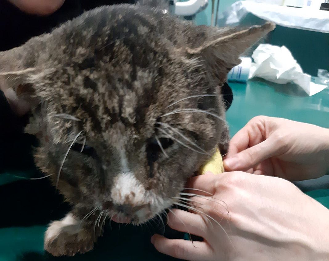 gatto Olmo petardo in bocca La Spezia