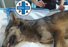 Genova, Lupo morente a lato strada all’Acquasanta, probabile avvelenamento Lupo morto Acquasanta
