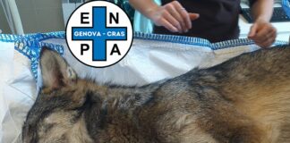 Genova, Lupo morente a lato strada all’Acquasanta, probabile avvelenamento Lupo morto Acquasanta