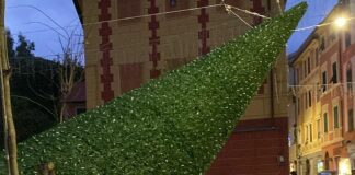 Genova, il vento forte abbatte l’albero di Natale di Nervi nervi albero natale caduto