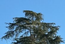 Genova, scoperto nuovo nido di Vespa killer velutina a Quarto vespa velutina nido Quarto