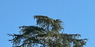 Genova, scoperto nuovo nido di Vespa killer velutina a Quarto vespa velutina nido Quarto