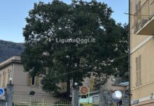 Vespa velutina a Genova, il nido di via Lodi vicino ad una scuola vespa velutina albero nido via Lodi