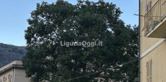 Vespa velutina a Genova, il nido di via Lodi vicino ad una scuola vespa velutina albero nido via Lodi