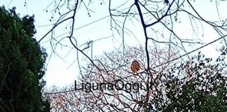 Allarme vespa killer a Genova, in tre mesi trovati 8 nidi Vespa velutina nido Quarto Castagna 5 gennaio 2025